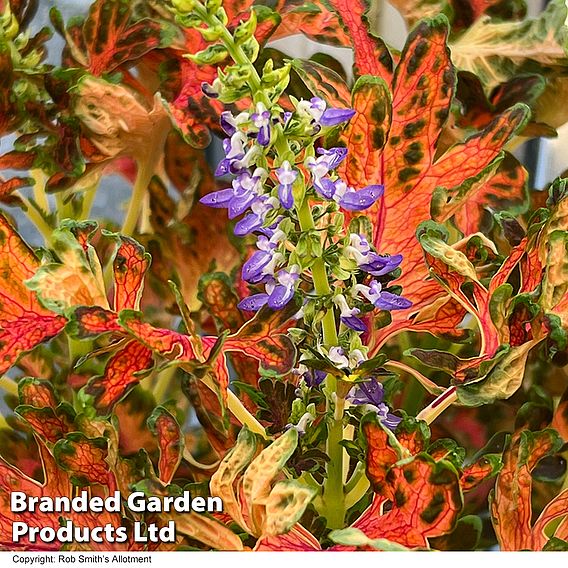 Coleus 'Colocha Scarlet' F1 - Seeds