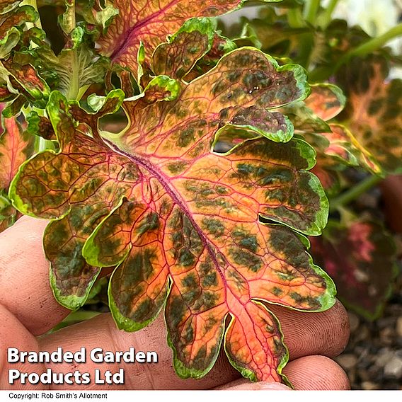 Coleus 'Colocha Scarlet' F1 - Seeds