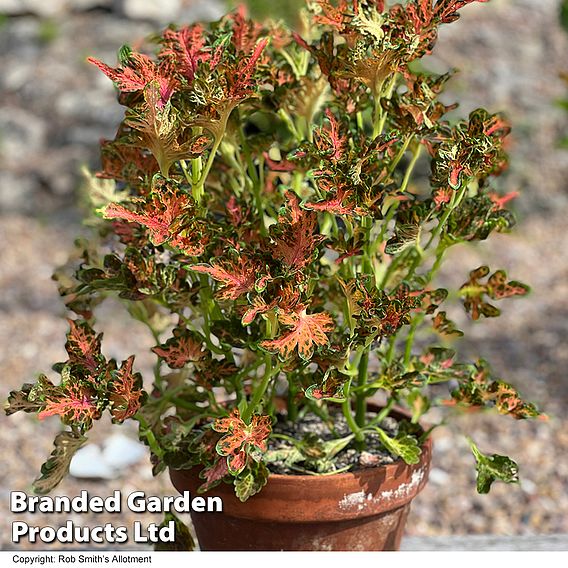 Coleus 'Colocha Scarlet' F1 - Seeds