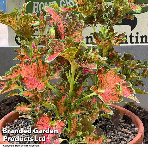 Coleus 'Colocha Scarlet' F1 - Seeds