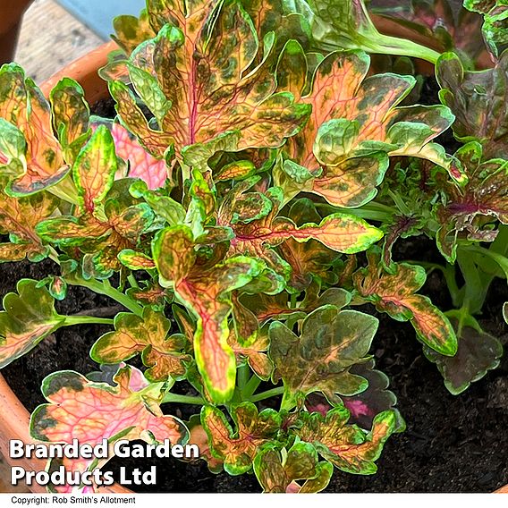 Coleus 'Colocha Scarlet' F1 - Seeds