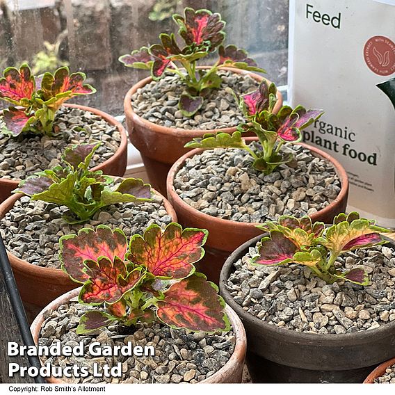 Coleus 'Colocha Scarlet' F1 - Seeds