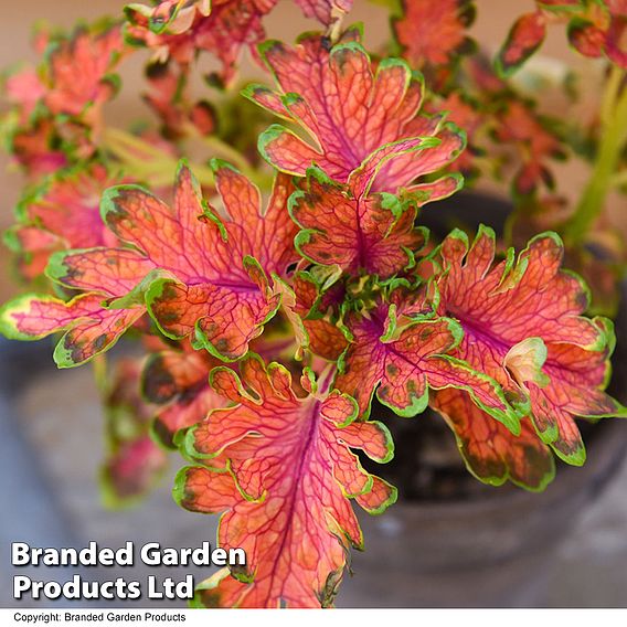 Coleus 'Colocha Scarlet' F1 - Seeds