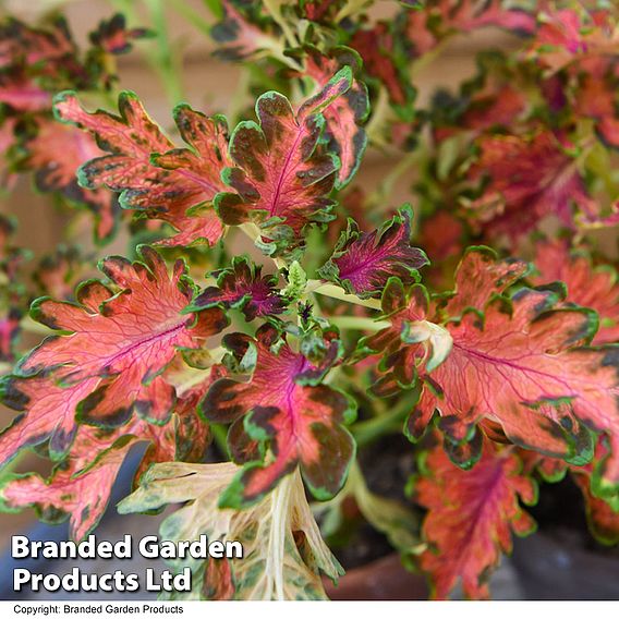 Coleus 'Colocha Scarlet' F1 - Seeds