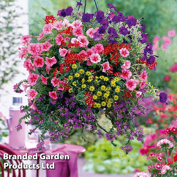 Summer Colour Nurseryman's Choice Hanging Basket Collection