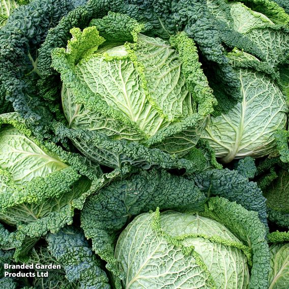 Savoy Cabbage - Seed Tape