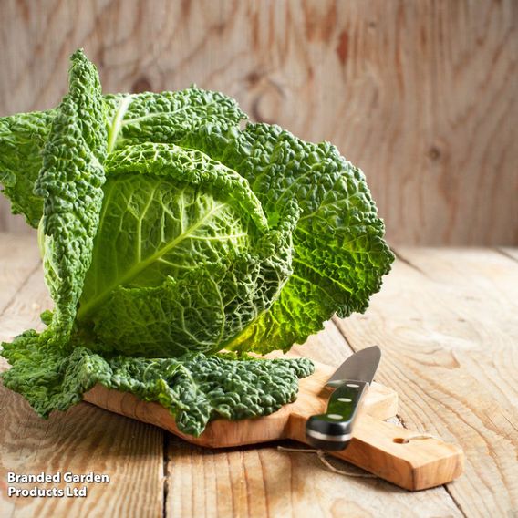 Savoy Cabbage - Seed Tape
