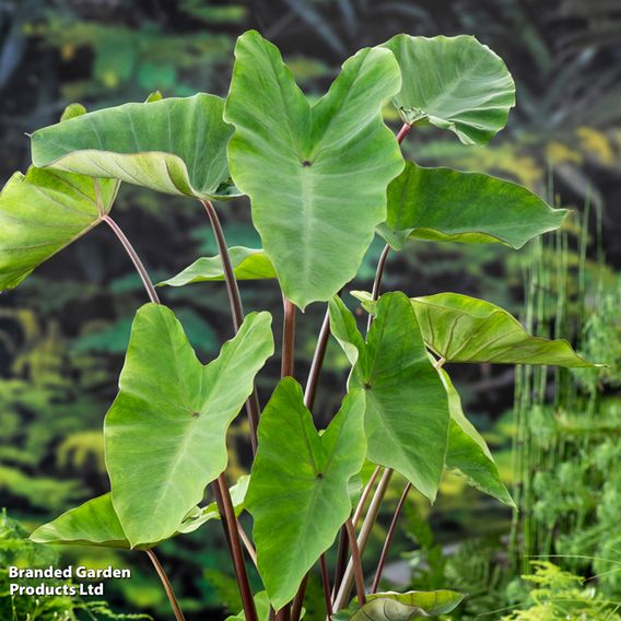 Colocasia esculenta (Marginal Aquatic)
