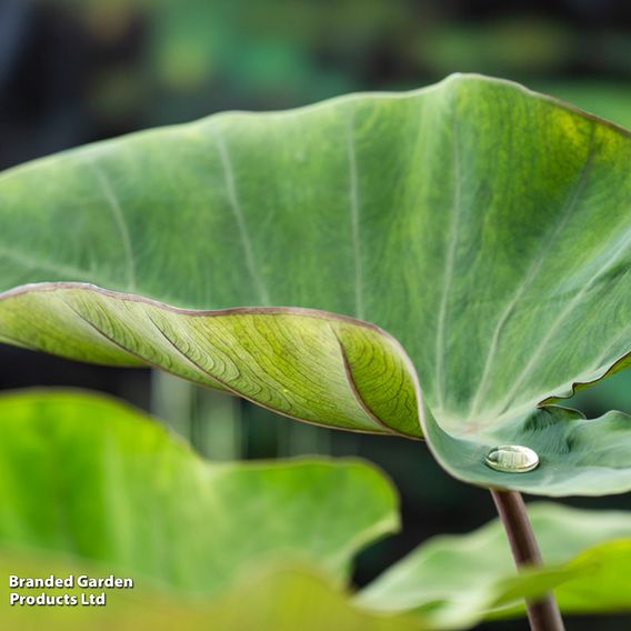 Colocasia esculenta (Marginal Aquatic)