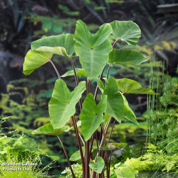 Colocasia esculenta (Marginal Aquatic)