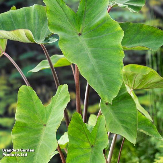 Colocasia esculenta (Marginal Aquatic)