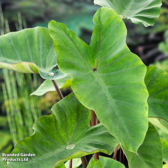 Colocasia esculenta (Marginal Aquatic)