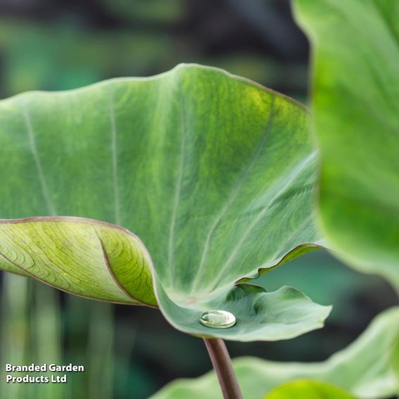 Colocasia esculenta (Marginal Aquatic)