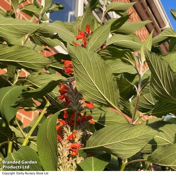 Colquhounia coccinea 'Nepalese Flame'