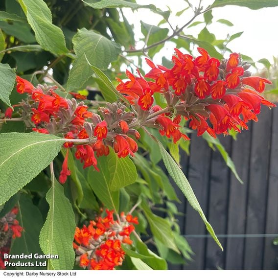 Colquhounia coccinea 'Nepalese Flame'