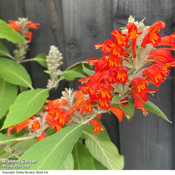Colquhounia coccinea 'Nepalese Flame'