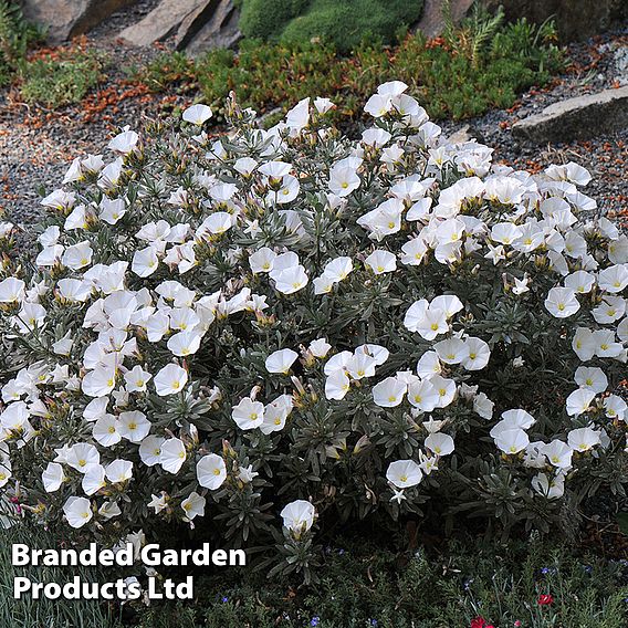 Convolvulus Cneorum