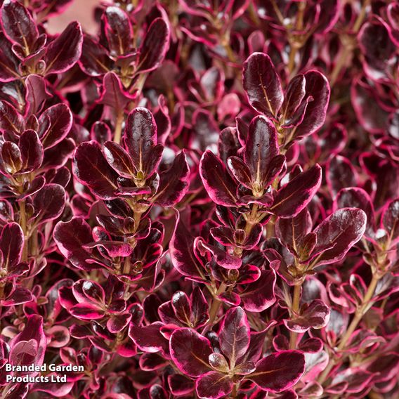 Coprosma repens 'Eclipse'