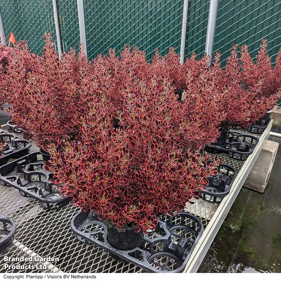 Coprosma repens 'Eclipse'