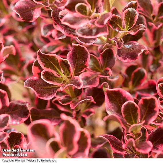 Coprosma repens 'Eclipse'