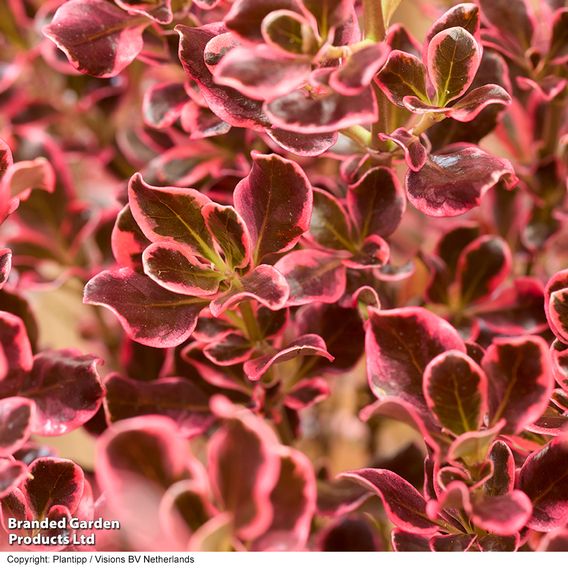 Coprosma repens 'Eclipse'