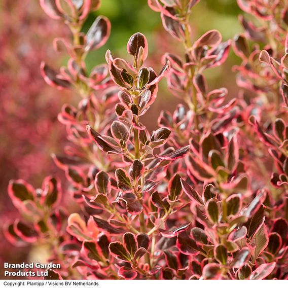 Coprosma repens 'Eclipse'