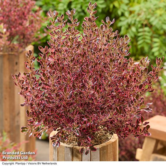 Coprosma repens 'Eclipse'