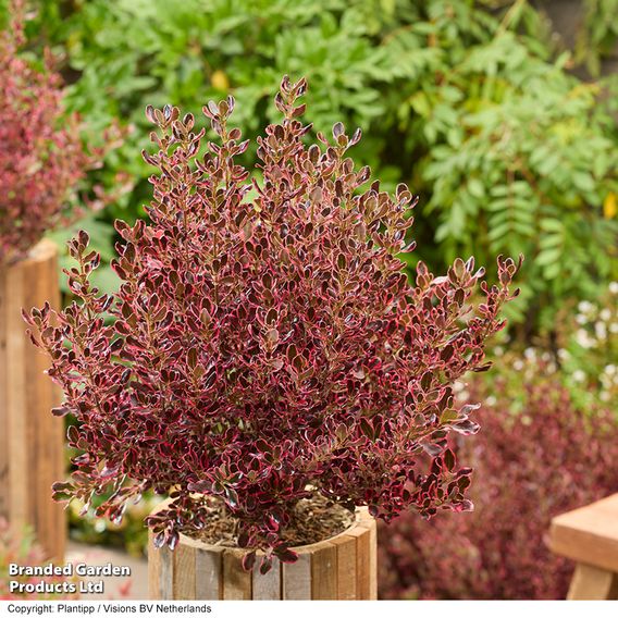 Coprosma repens 'Eclipse'