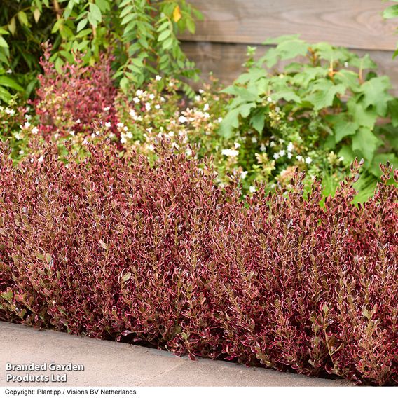 Coprosma repens 'Eclipse'