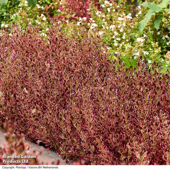 Coprosma repens 'Eclipse'