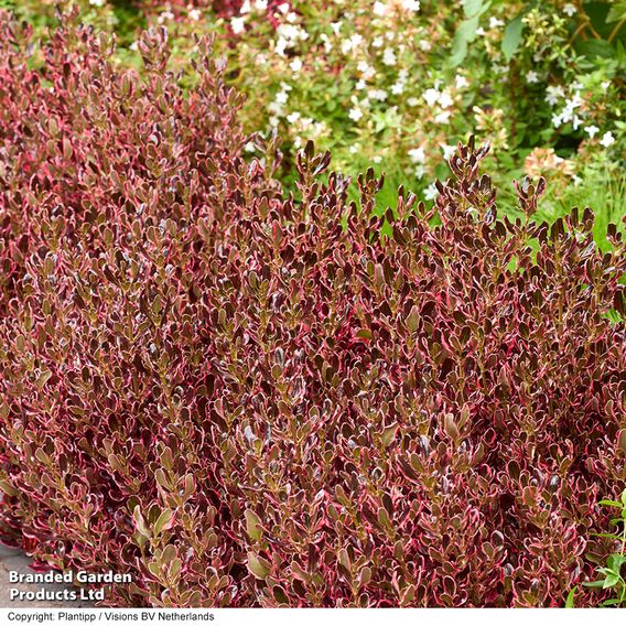 Coprosma repens 'Eclipse'