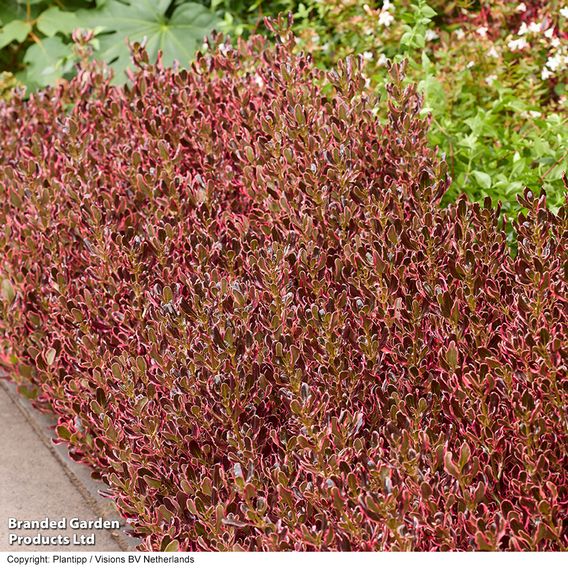 Coprosma repens 'Eclipse'