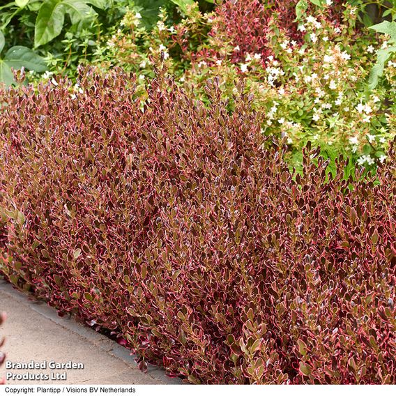 Coprosma repens 'Eclipse'