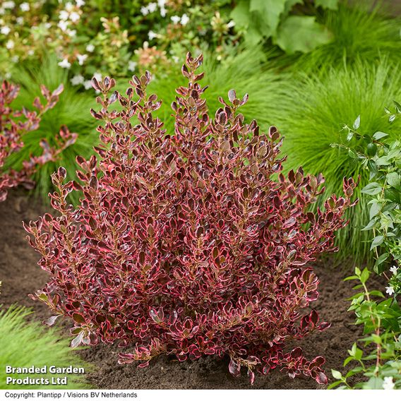 Coprosma repens 'Eclipse'