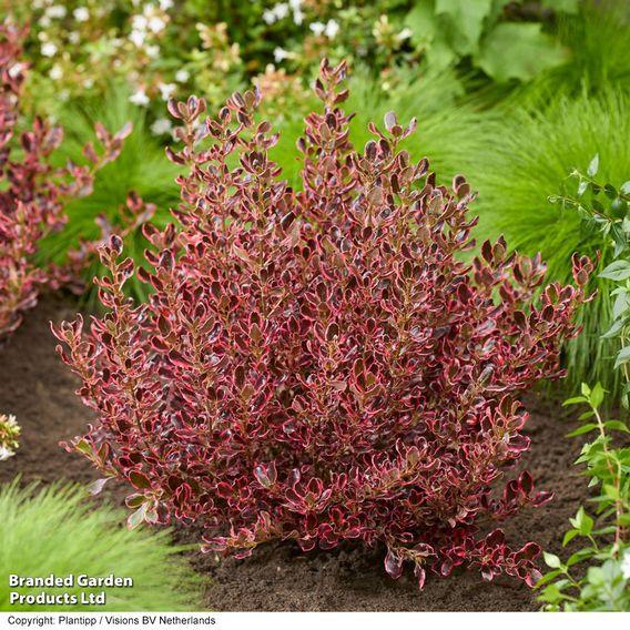 Coprosma repens 'Eclipse'