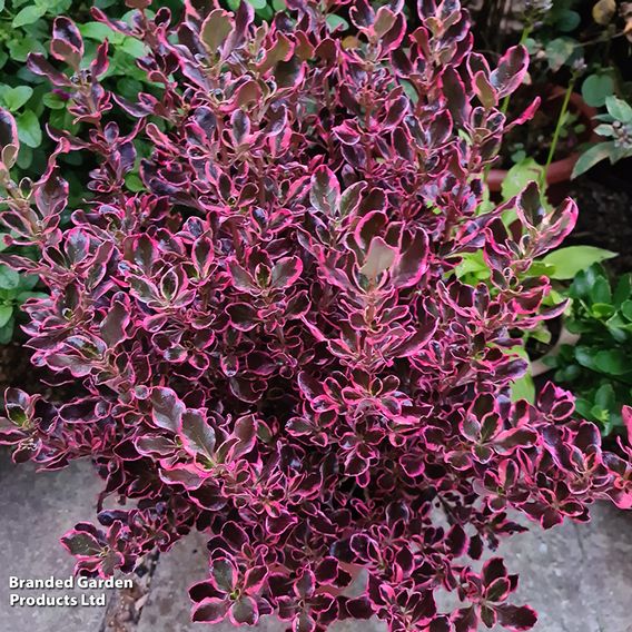 Coprosma repens 'Eclipse'