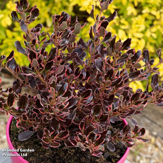 Coprosma repens 'Eclipse'