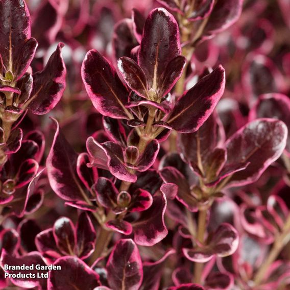 Coprosma repens 'Eclipse'