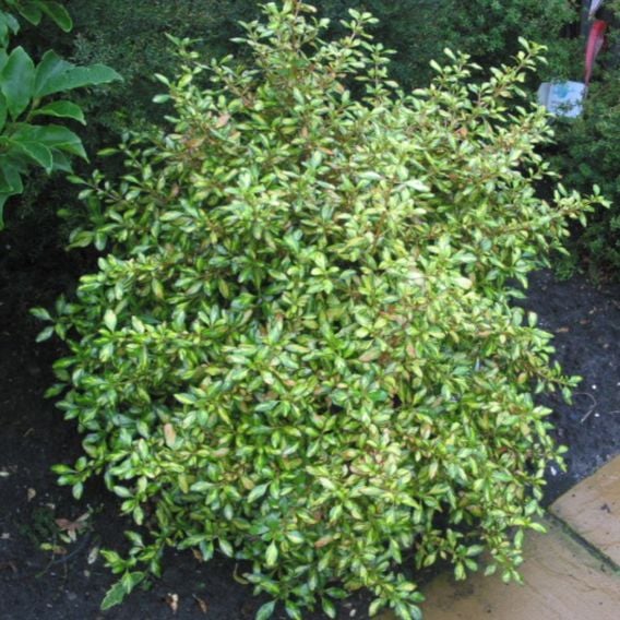 Coprosma repens 'Evening Glow'