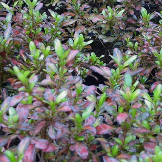 Coprosma repens 'Evening Glow'