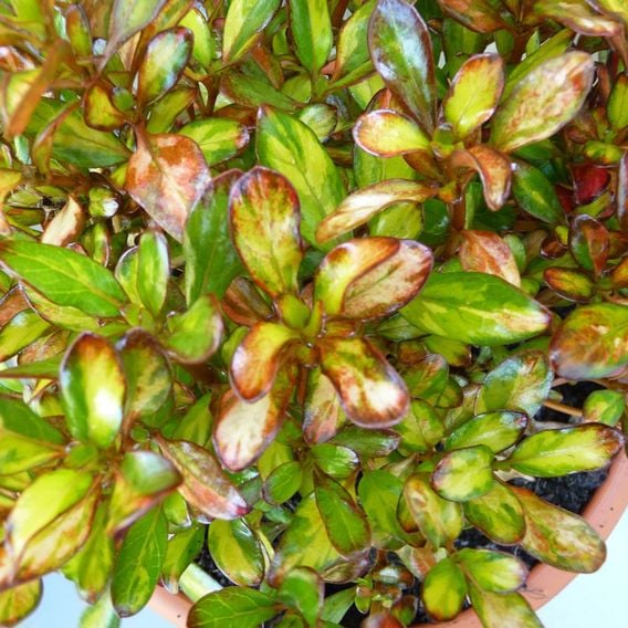 Coprosma repens 'Evening Glow'