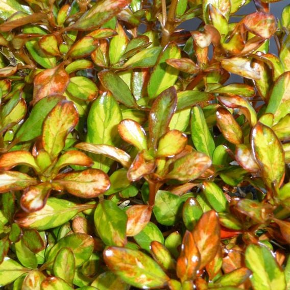 Coprosma repens 'Evening Glow'