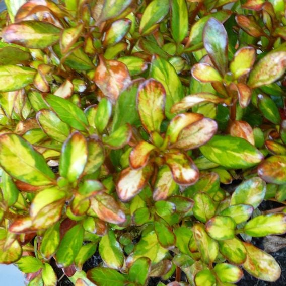 Coprosma repens 'Evening Glow'