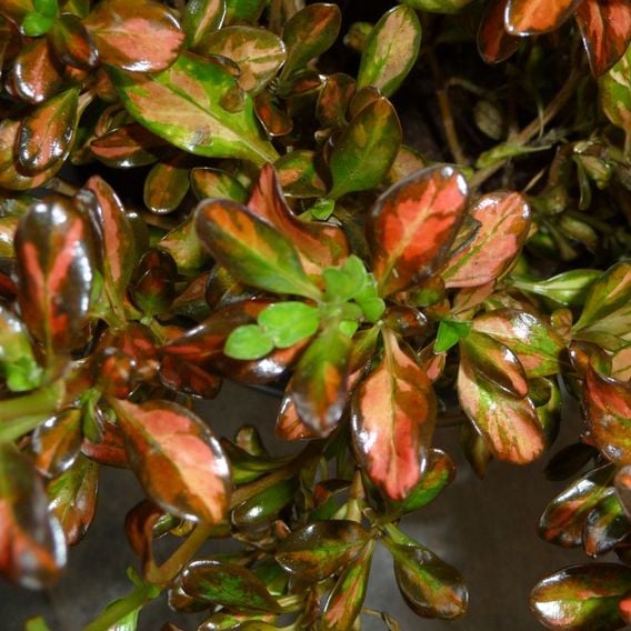 Coprosma repens 'Evening Glow'