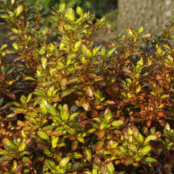 Coprosma repens 'Evening Glow'