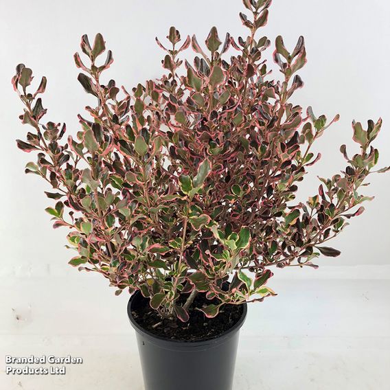 Coprosma repens 'Pacific Dawn'