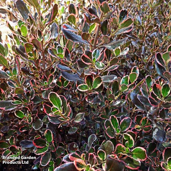 Coprosma repens 'Pacific Dawn'