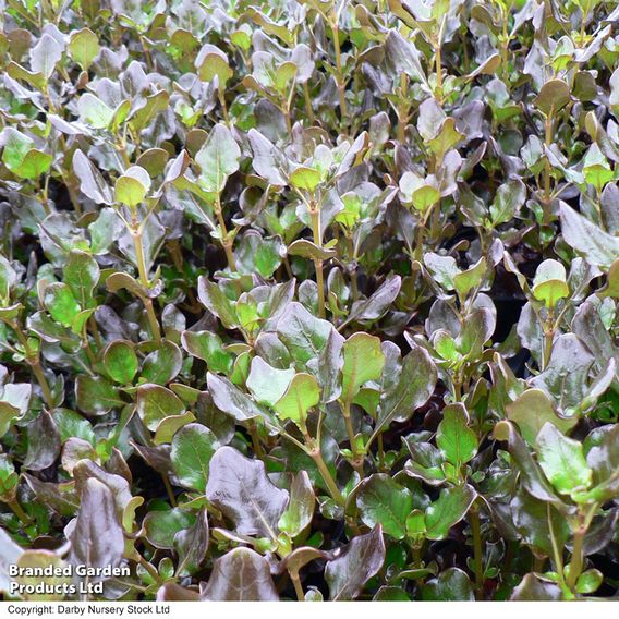 Coprosma repens 'Pacific Night'