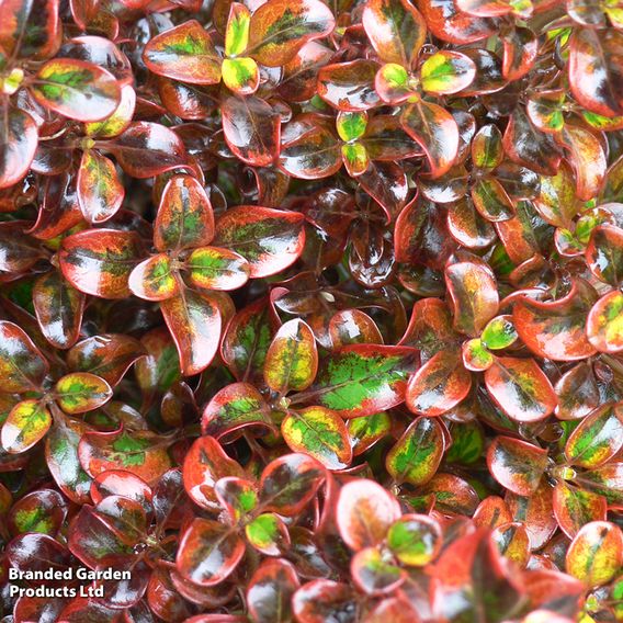 Coprosma repens 'Tequila Sunrise'
