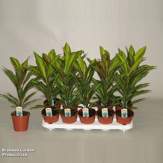 Cordyline fruticosa 'Kiwi'